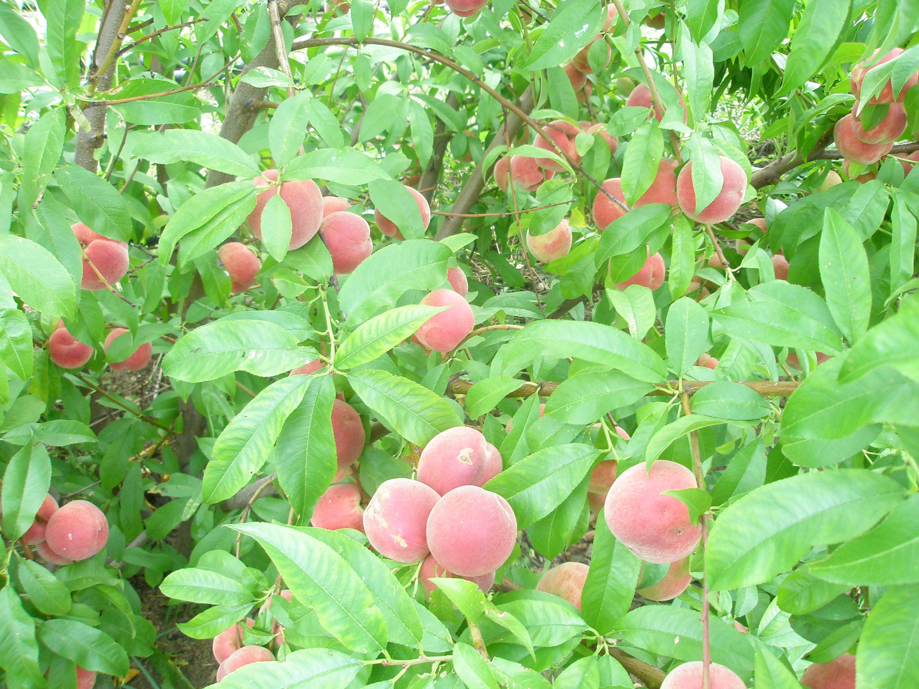 На какой год плодоносит персик